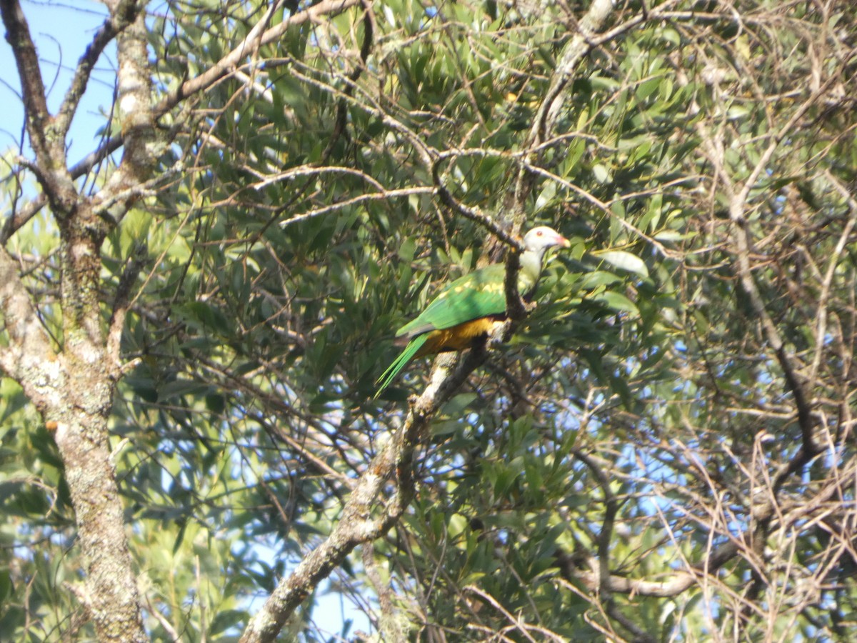 Wompoo Fruit-Dove - ML644271203