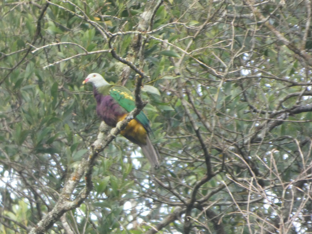 Wompoo Fruit-Dove - ML644271204