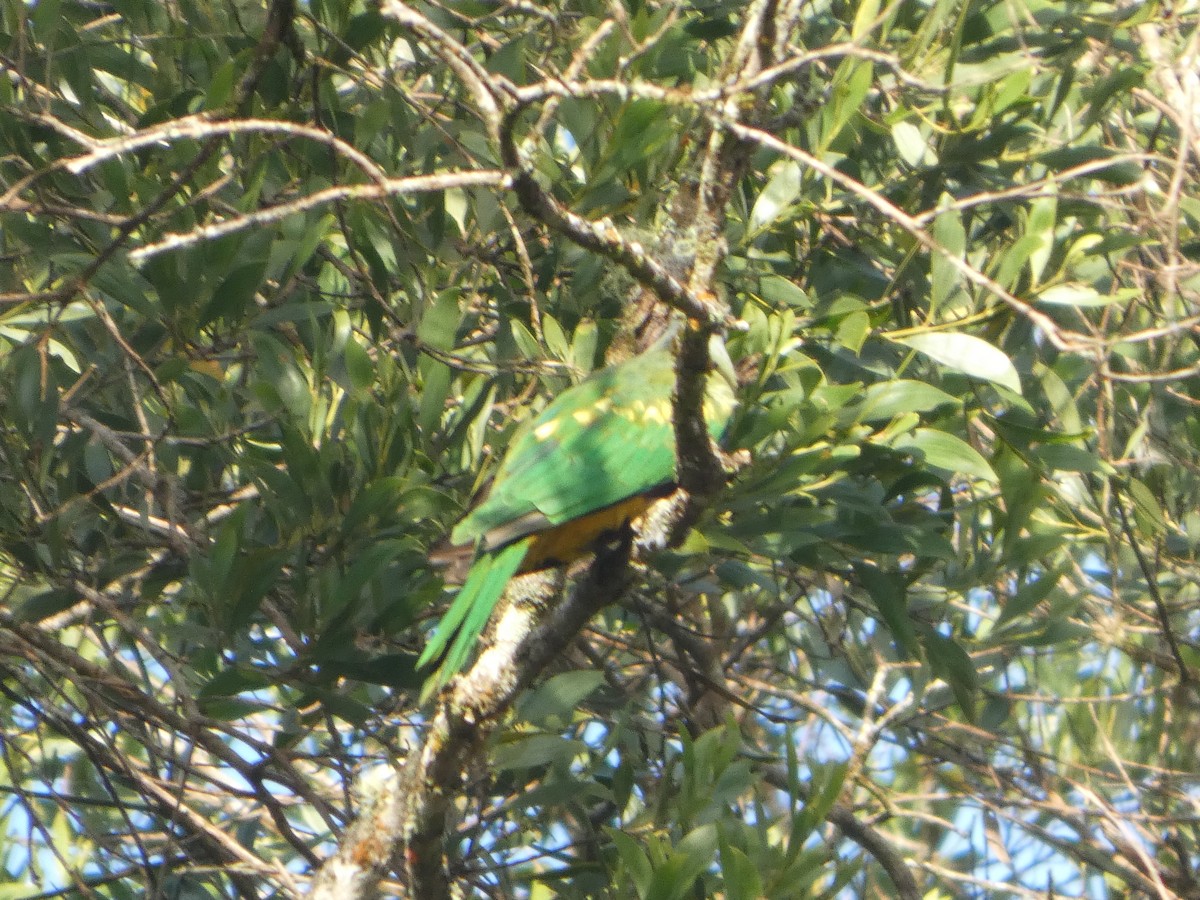 Wompoo Fruit-Dove - ML644271205