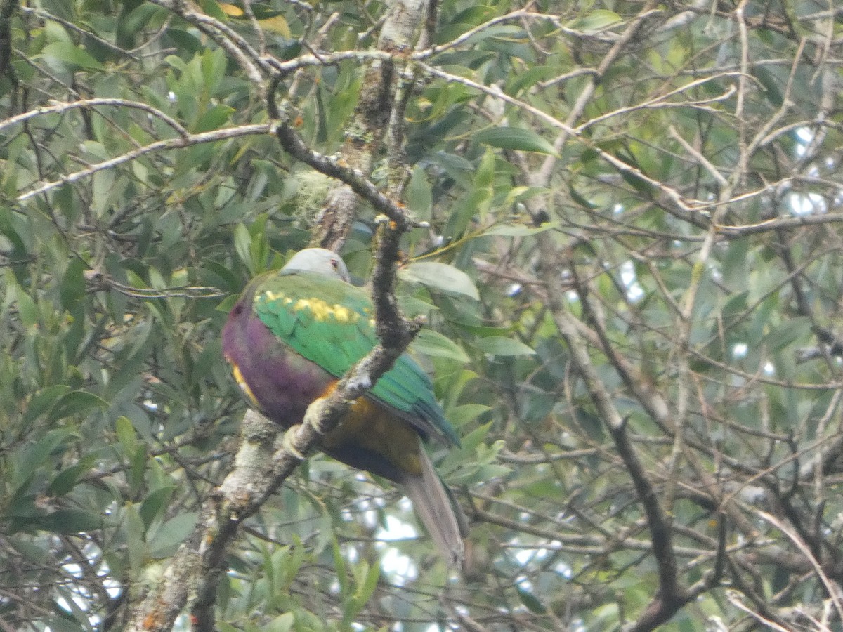 Wompoo Fruit-Dove - ML644271206
