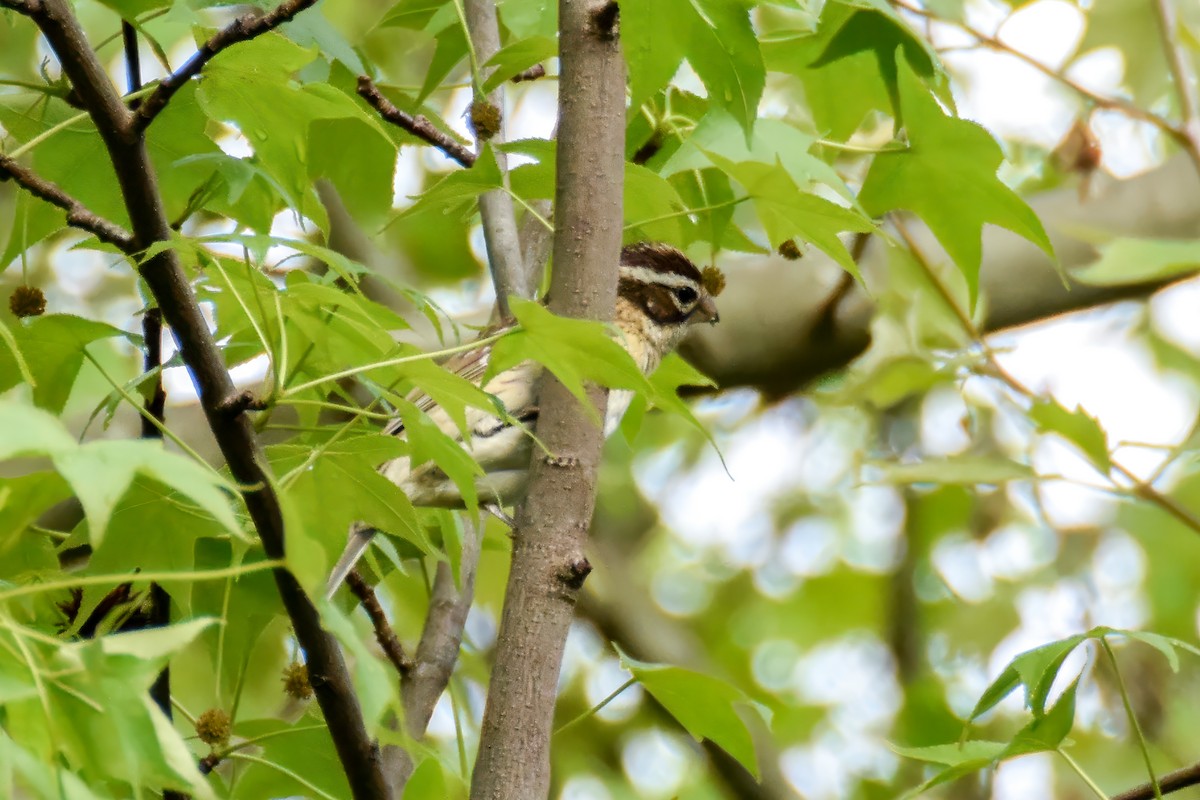 Rose-breasted Grosbeak - ML644271207