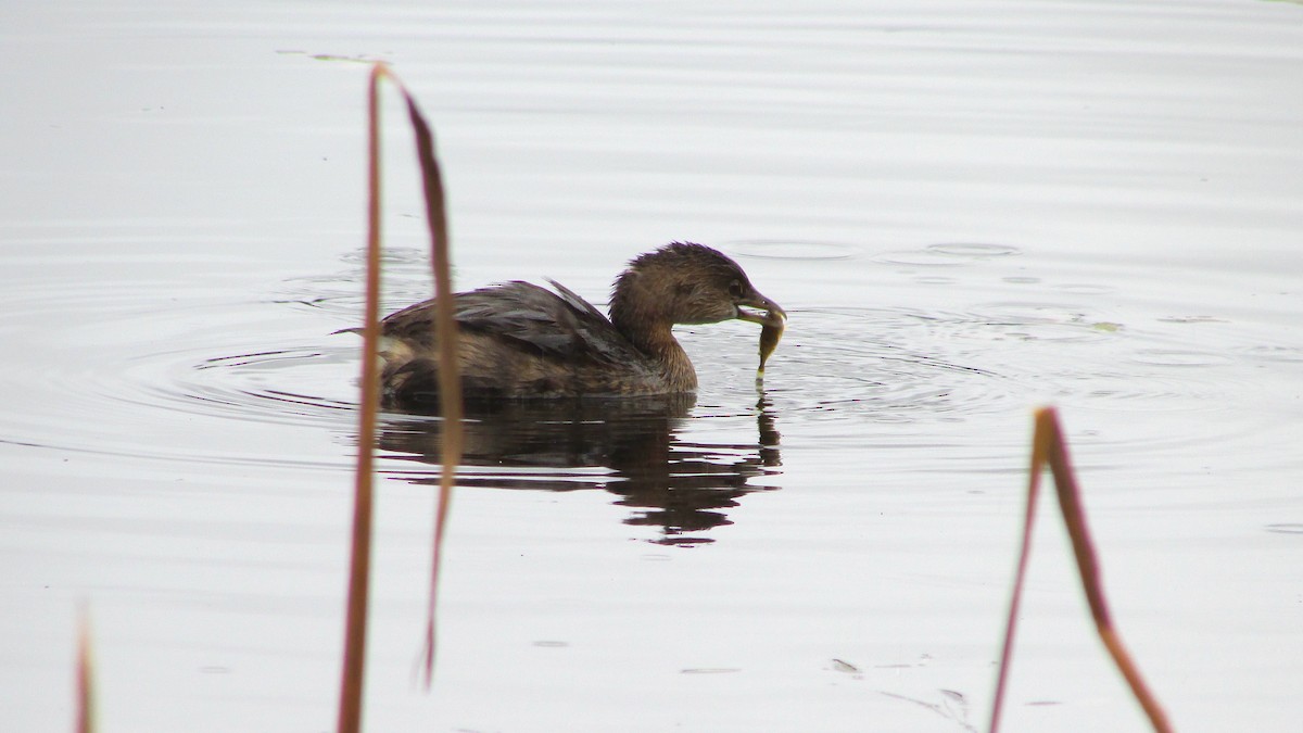 Pied-billed Grebe - ML644271209