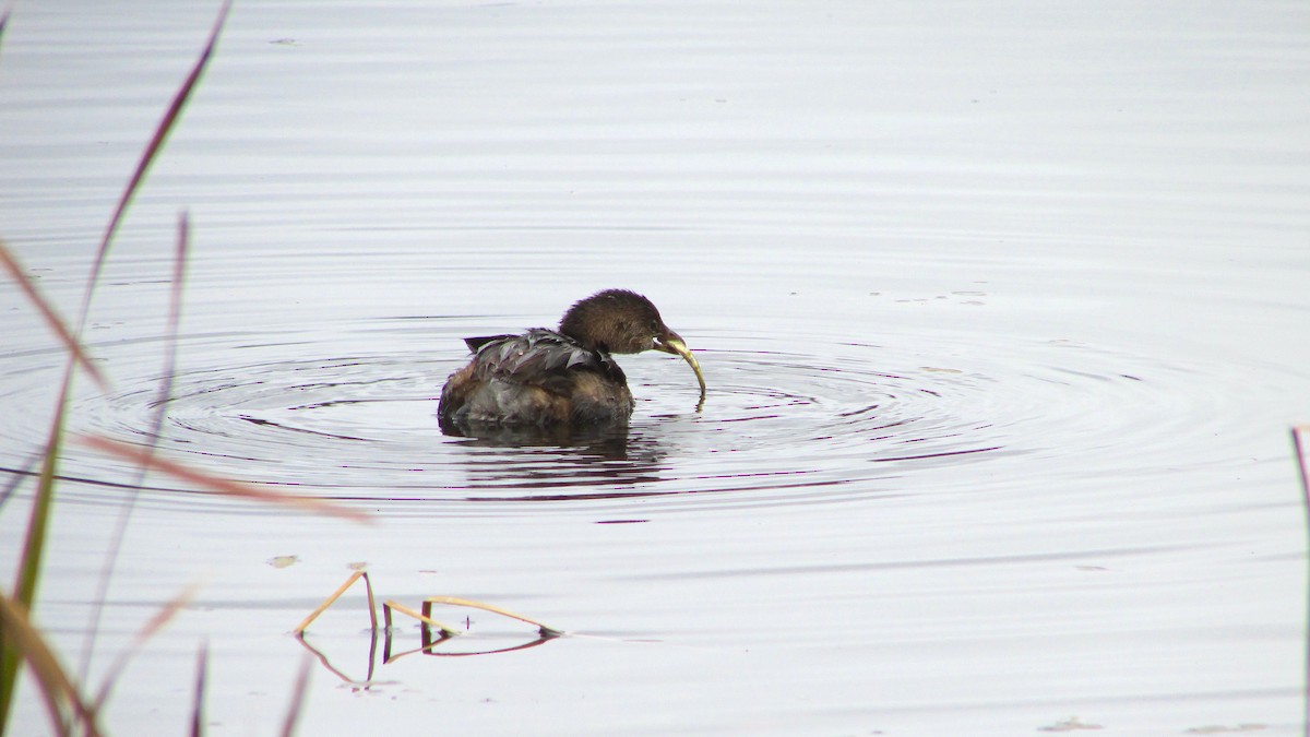 Pied-billed Grebe - ML644271210