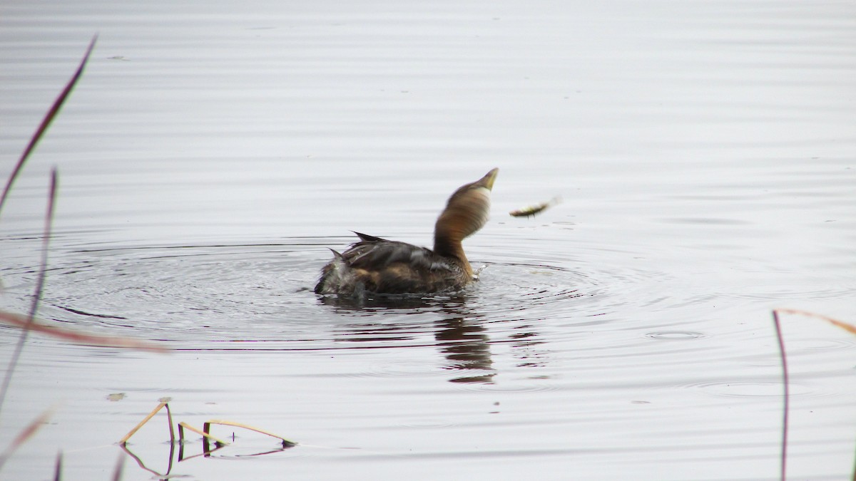 Pied-billed Grebe - ML644271211