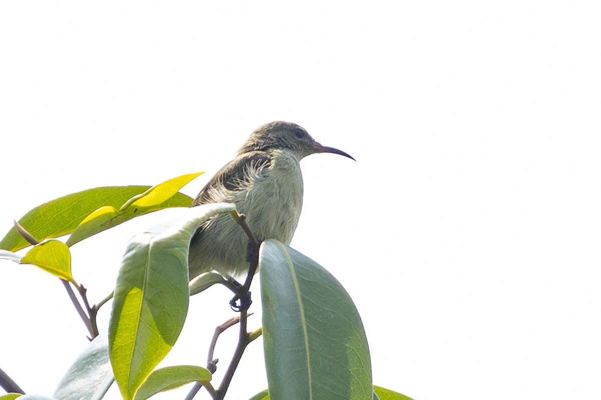 Bates's Sunbird - ML644271212