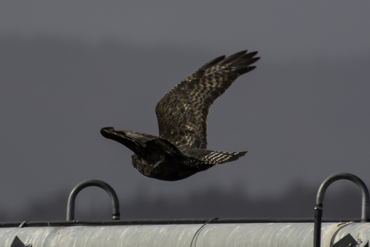Rough-legged Hawk - ML644271213