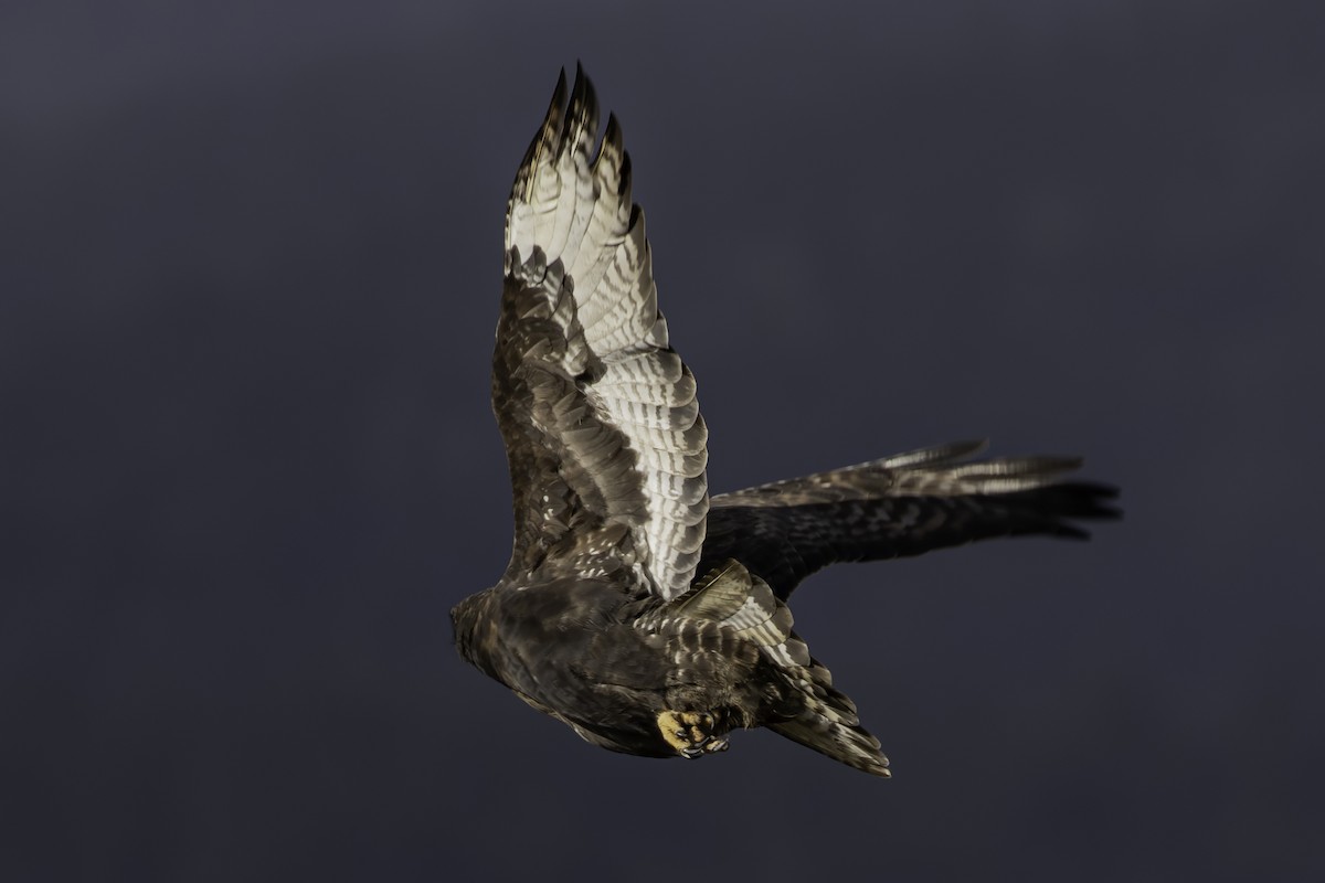 Rough-legged Hawk - ML644271214