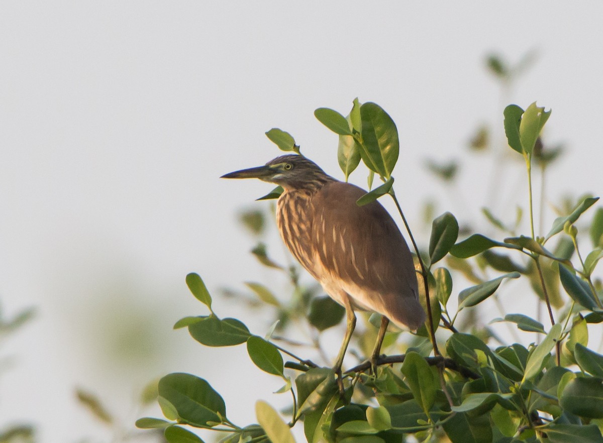 Indian Pond-Heron - ML644271260