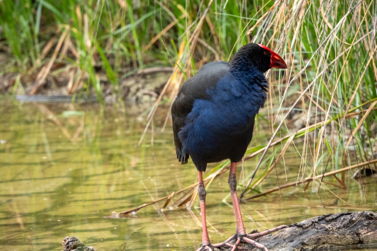 Australasian Swamphen - ML644271262