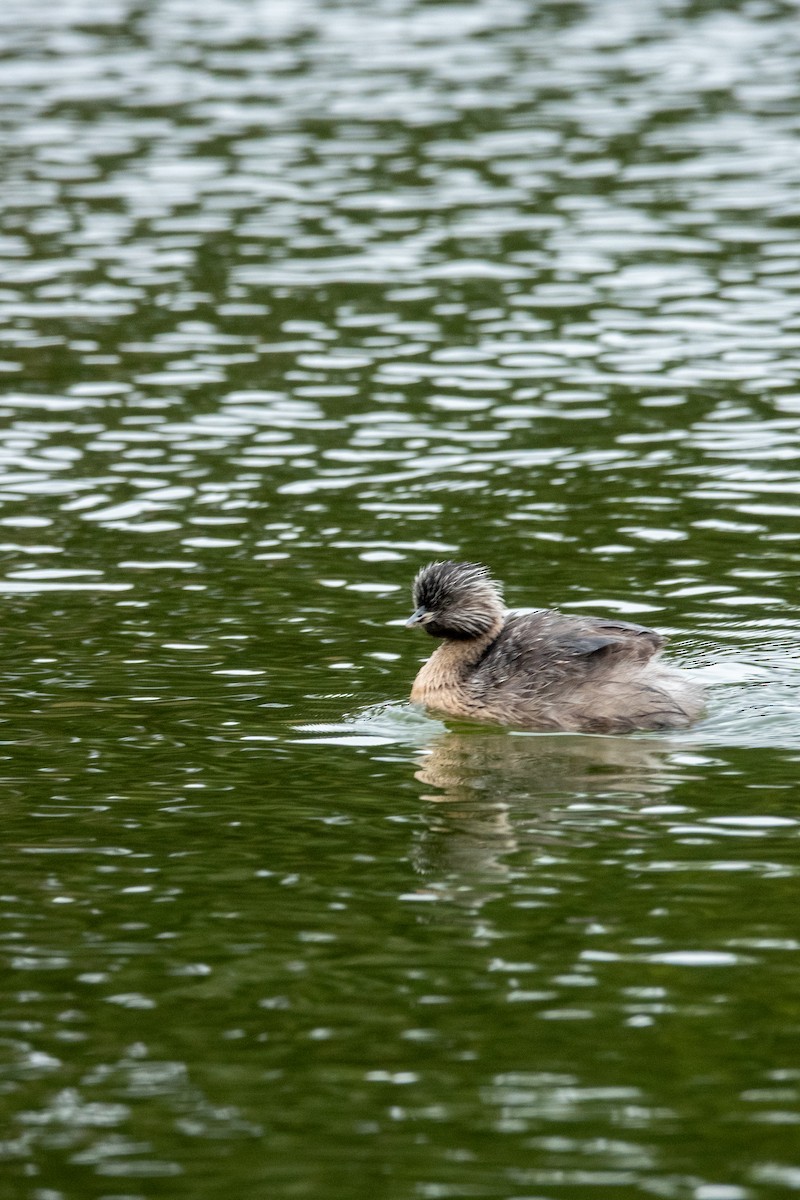 Zampullín Canoso - ML644271266