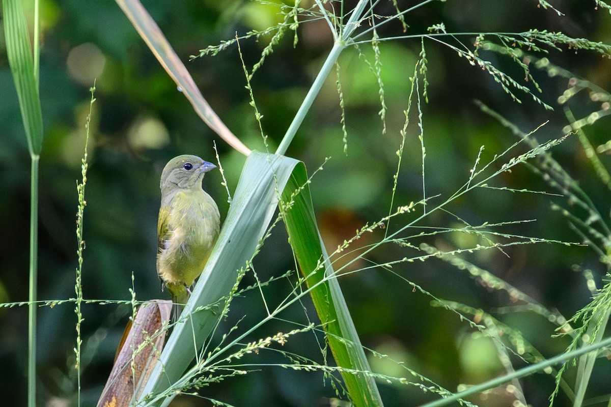 Papstfink - ML644271267