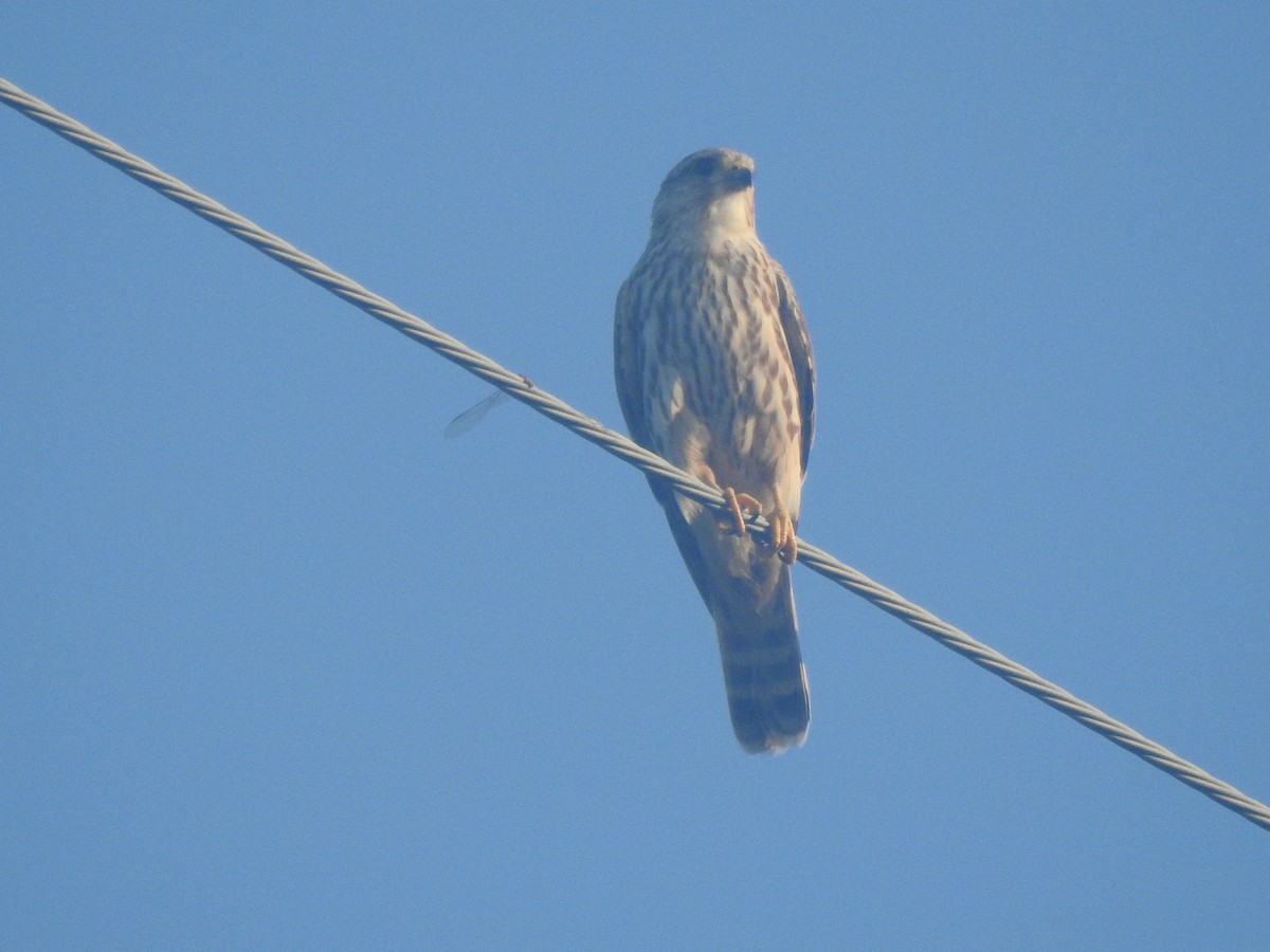 Merlin - ML644271268