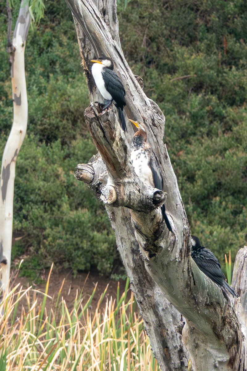 Australasian Darter - ML644271270