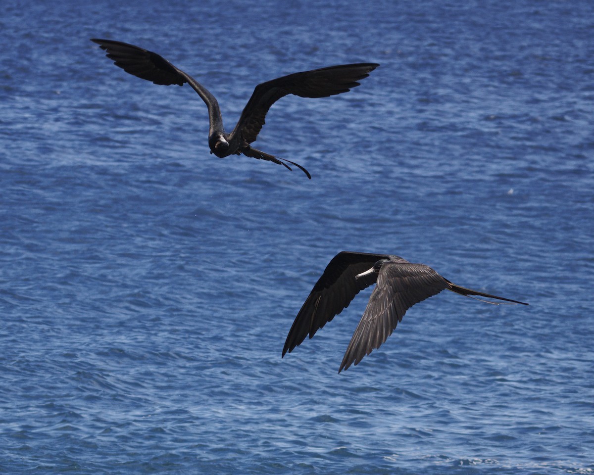 Magnificent Frigatebird - ML644271271
