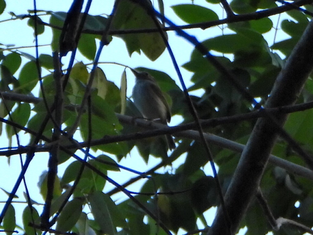 Titirijí Perlado - ML644271274