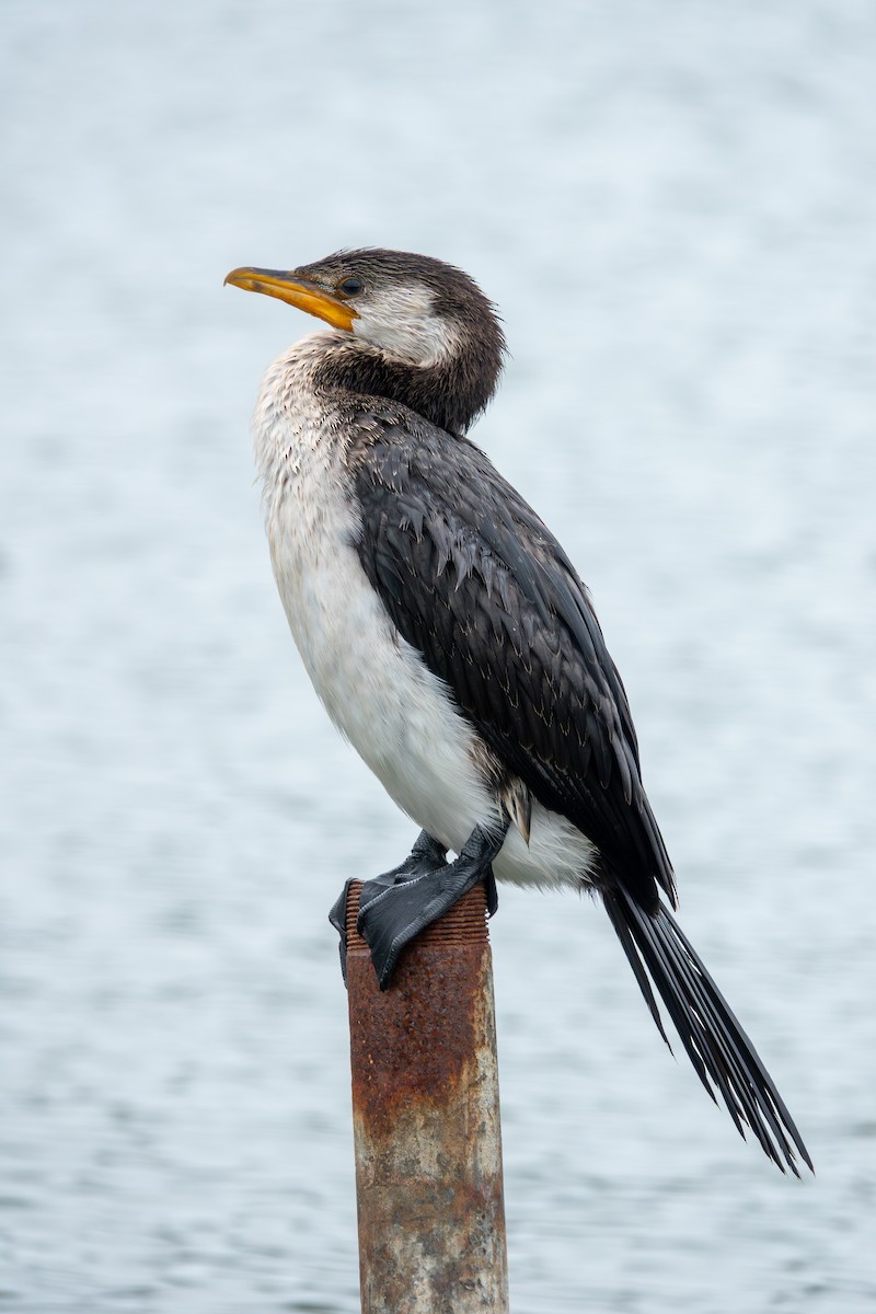 Little Pied Cormorant - ML644271279