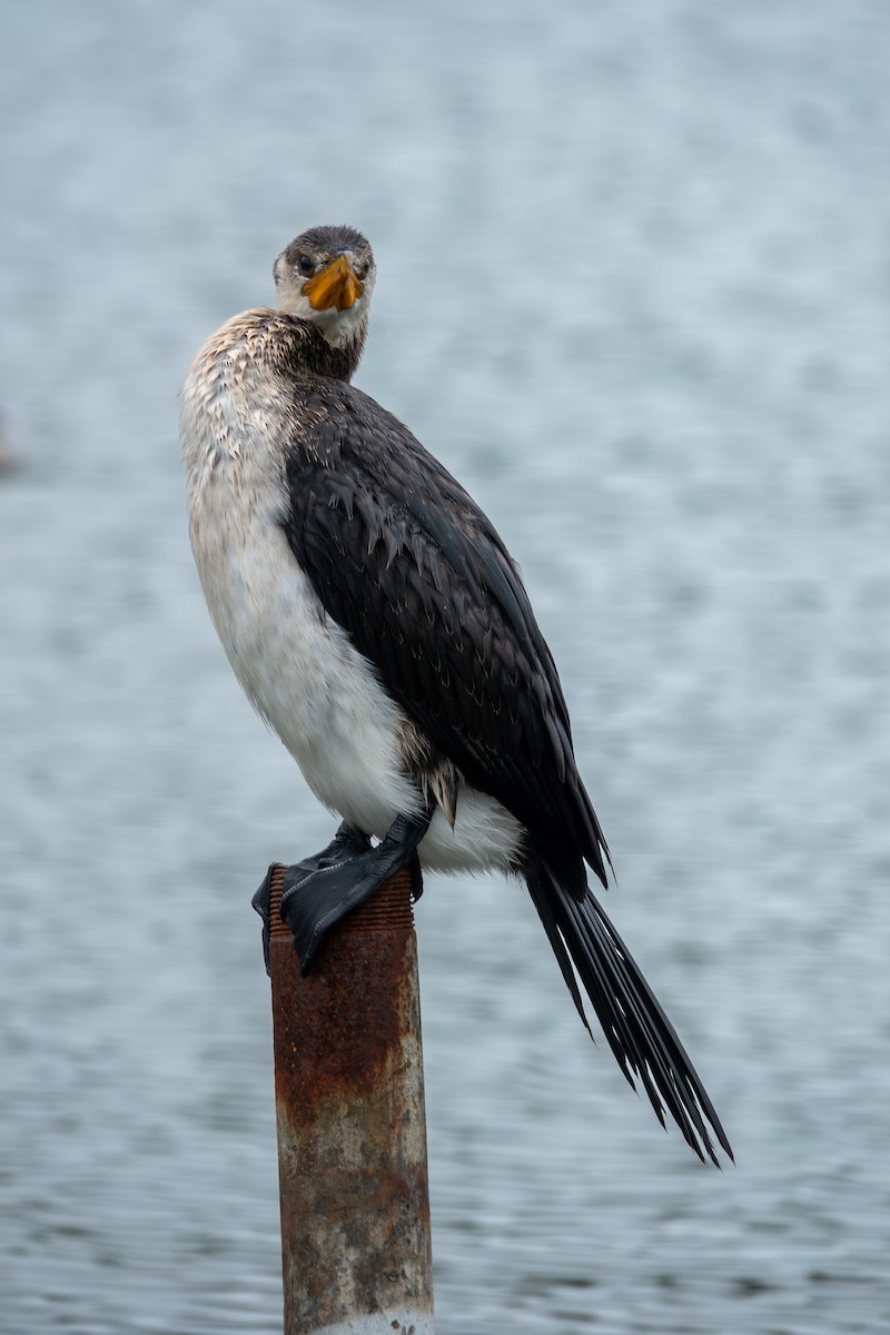 Little Pied Cormorant - ML644271280