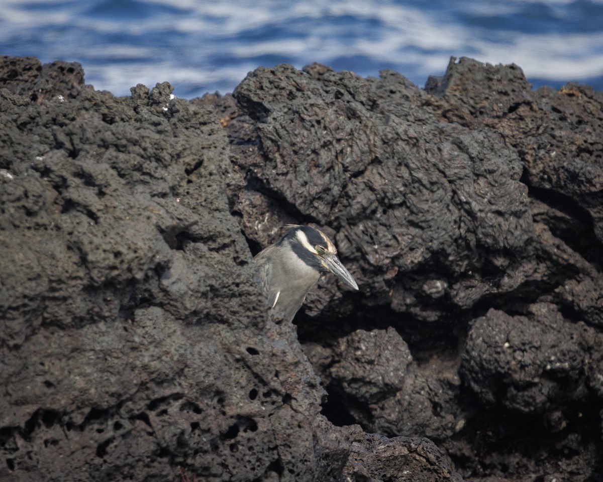 Yellow-crowned Night Heron (Galapagos) - ML644271281
