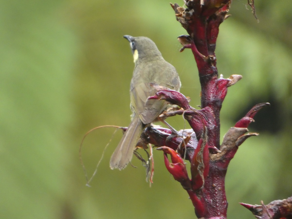 Lewin's Honeyeater - ML644271282