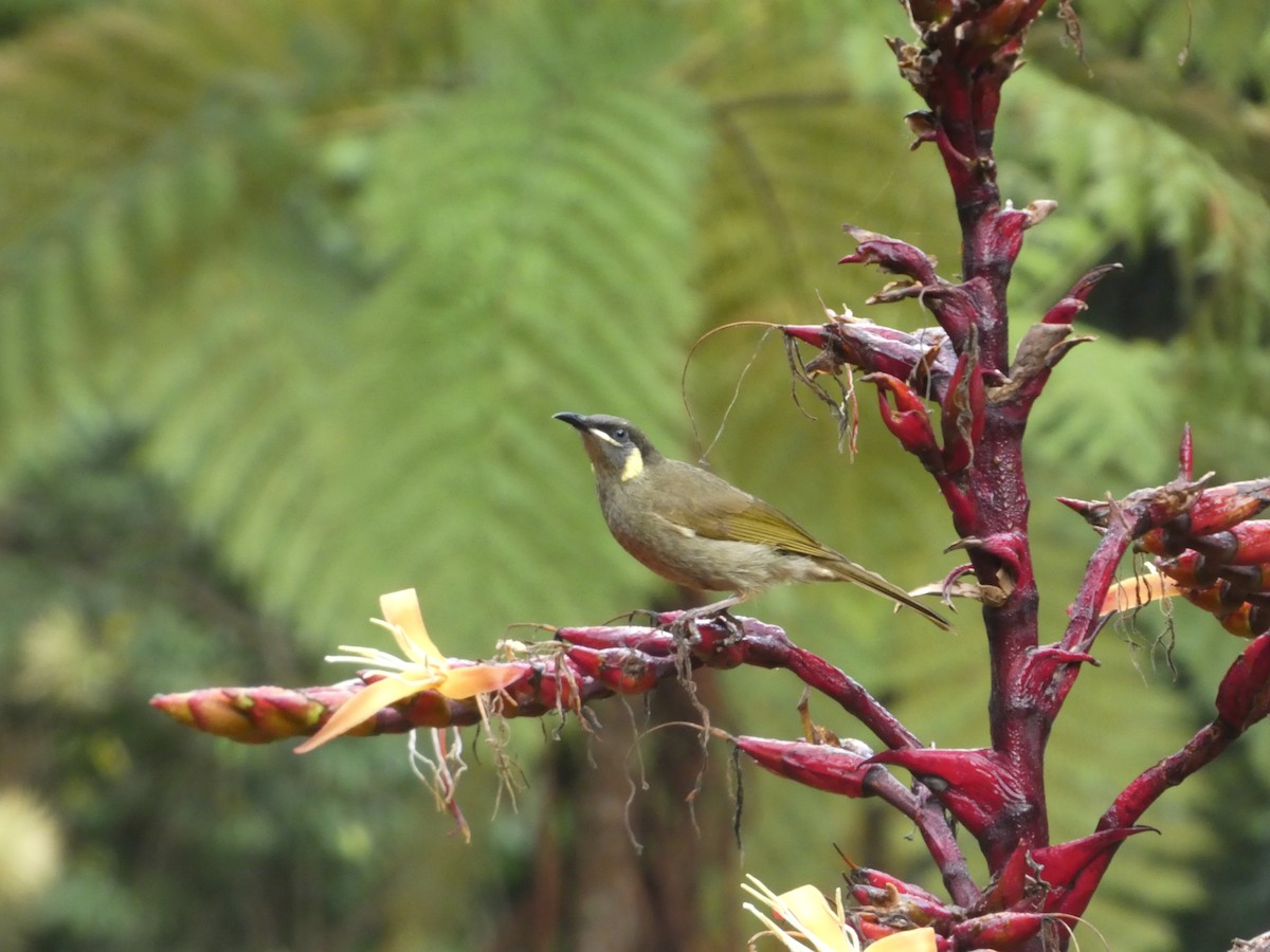 Lewin's Honeyeater - ML644271283