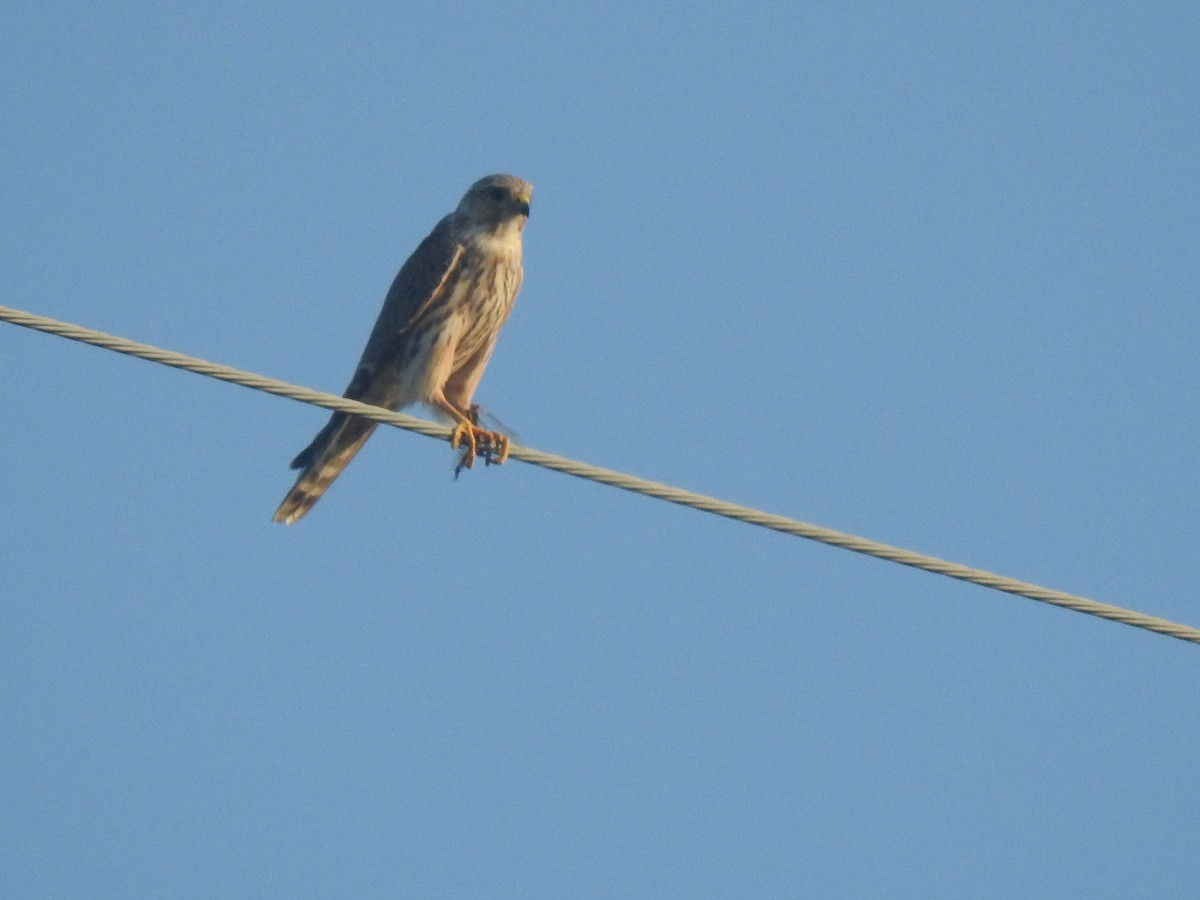 Merlin - ML644271295