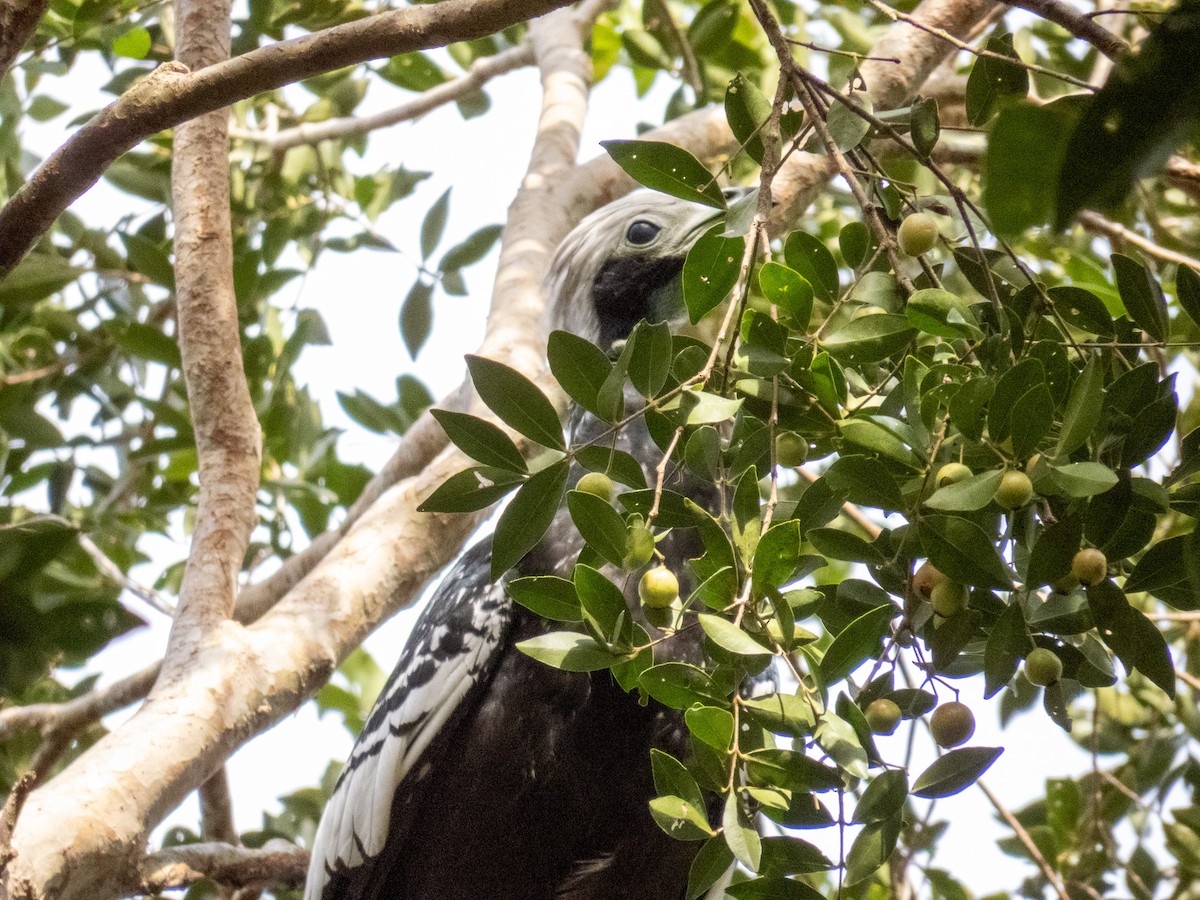 White-throated Piping-Guan - ML644271301