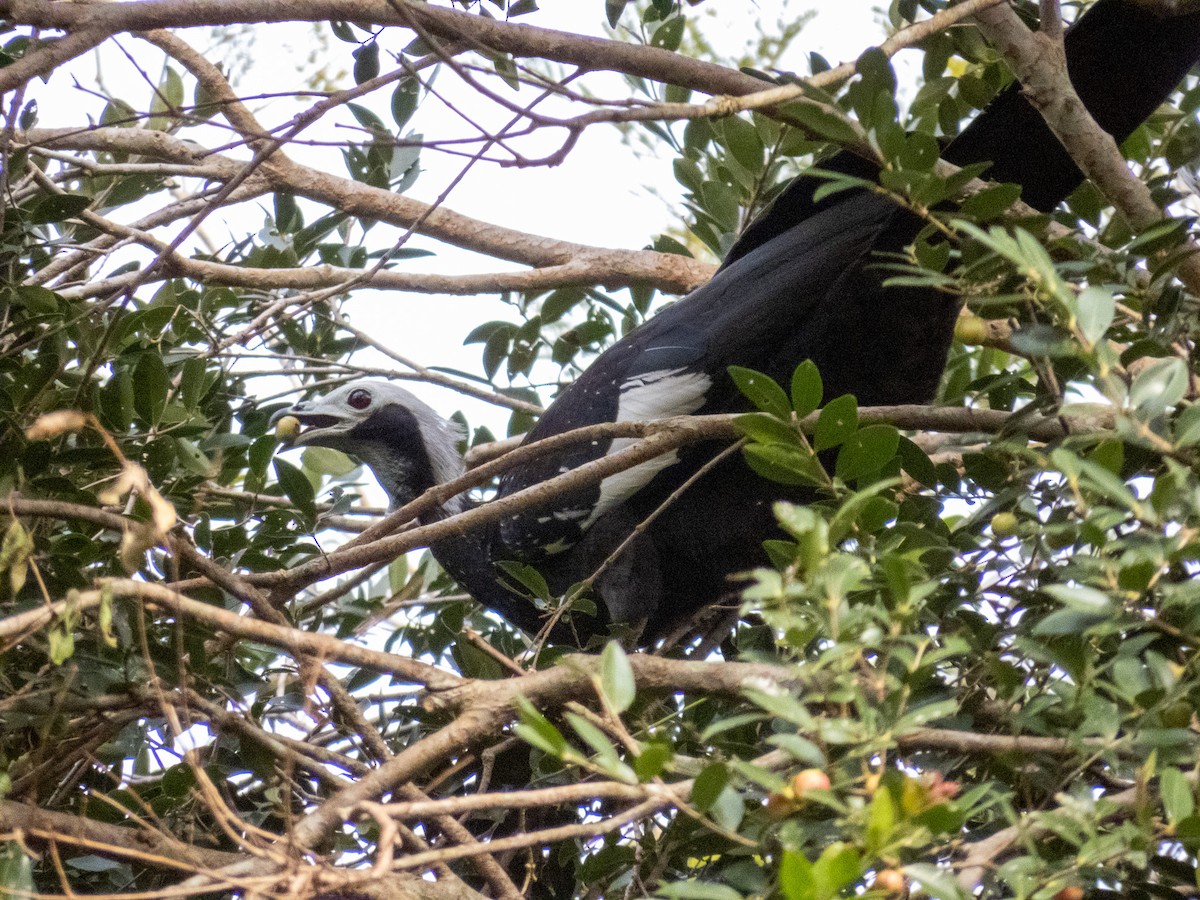 White-throated Piping-Guan - ML644271302