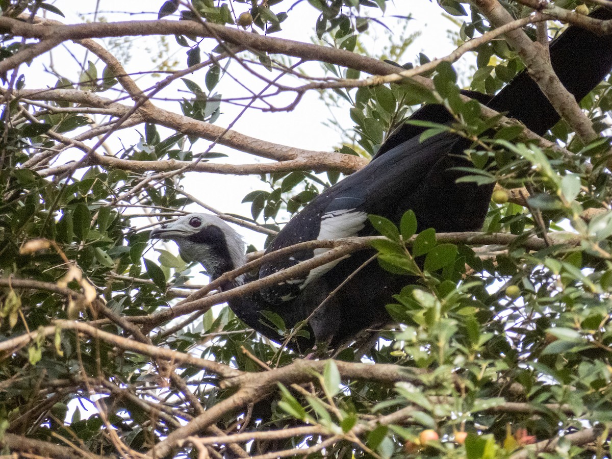 White-throated Piping-Guan - ML644271303