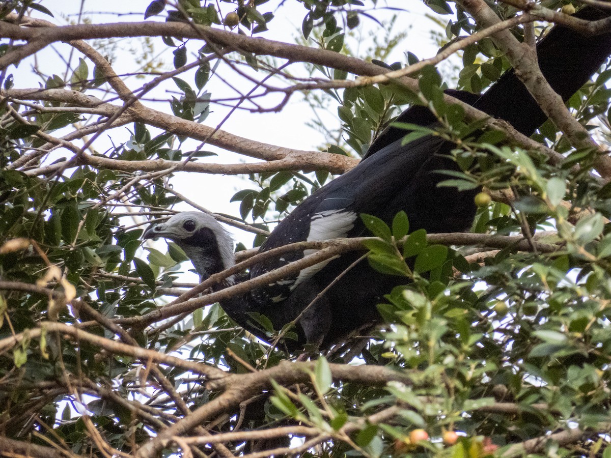 White-throated Piping-Guan - ML644271304