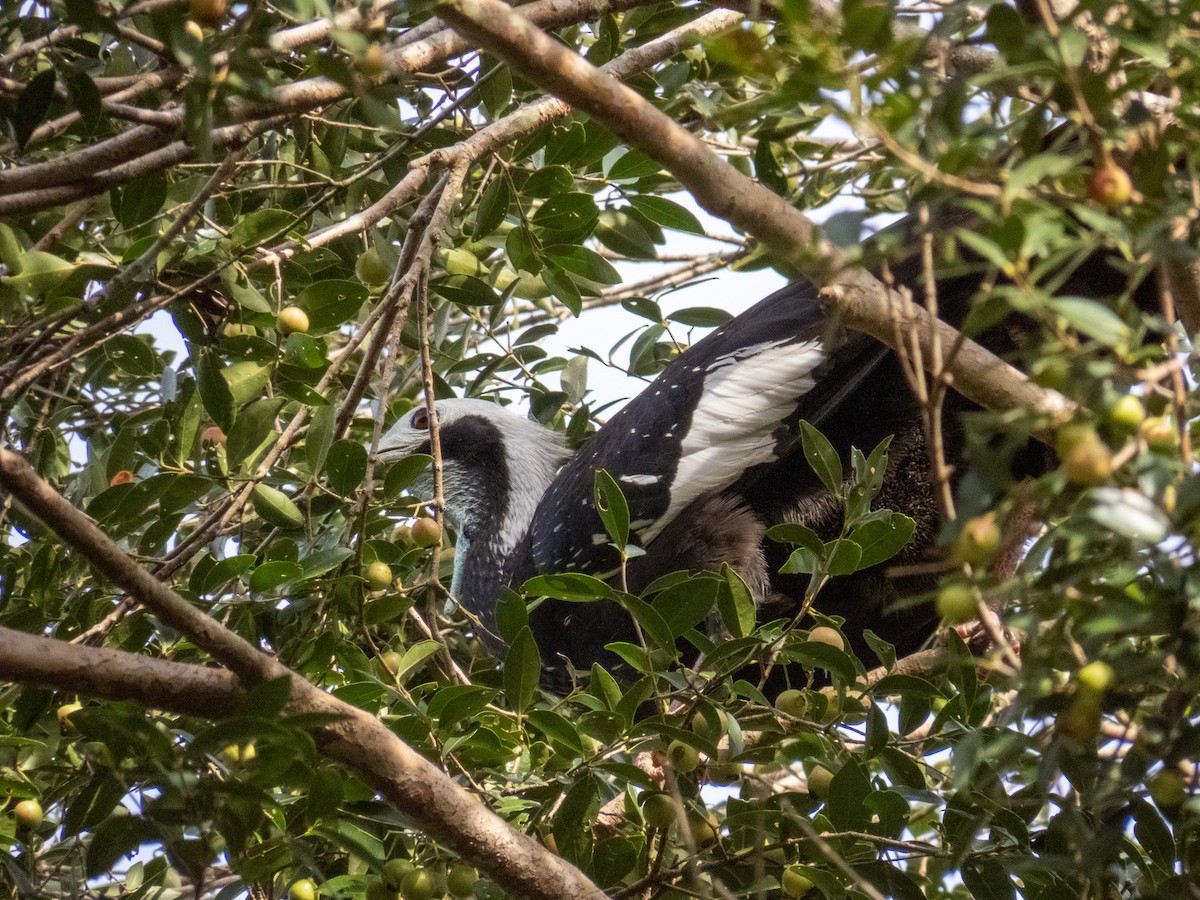 White-throated Piping-Guan - ML644271305