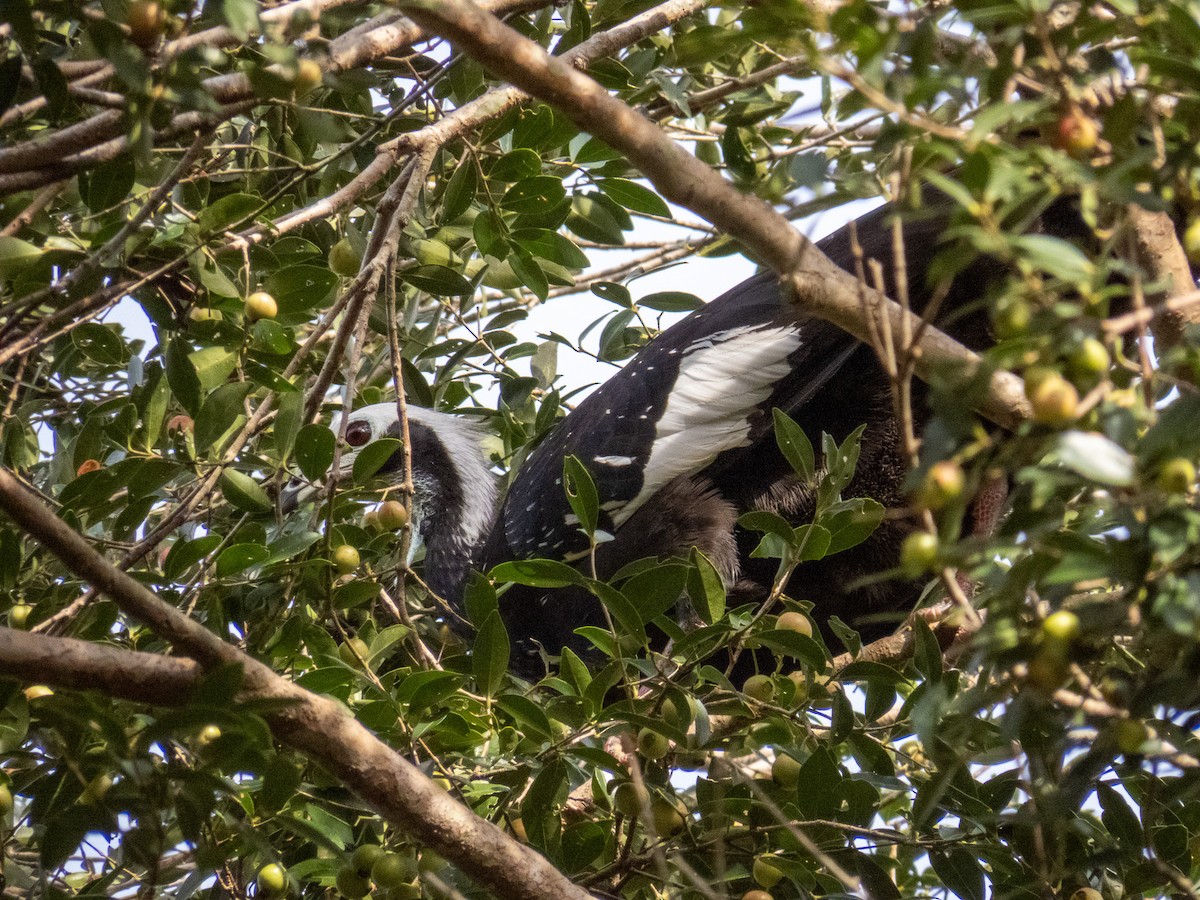 White-throated Piping-Guan - ML644271306