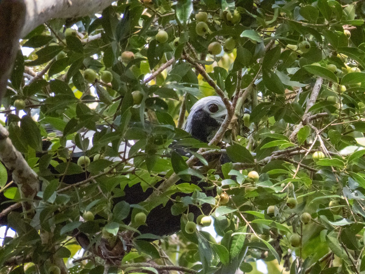 White-throated Piping-Guan - ML644271308
