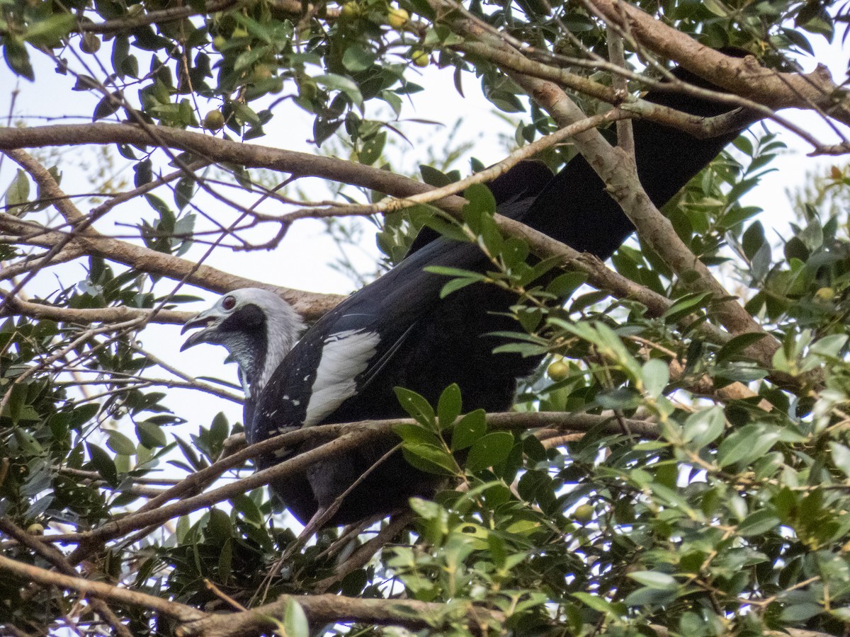 White-throated Piping-Guan - ML644271309