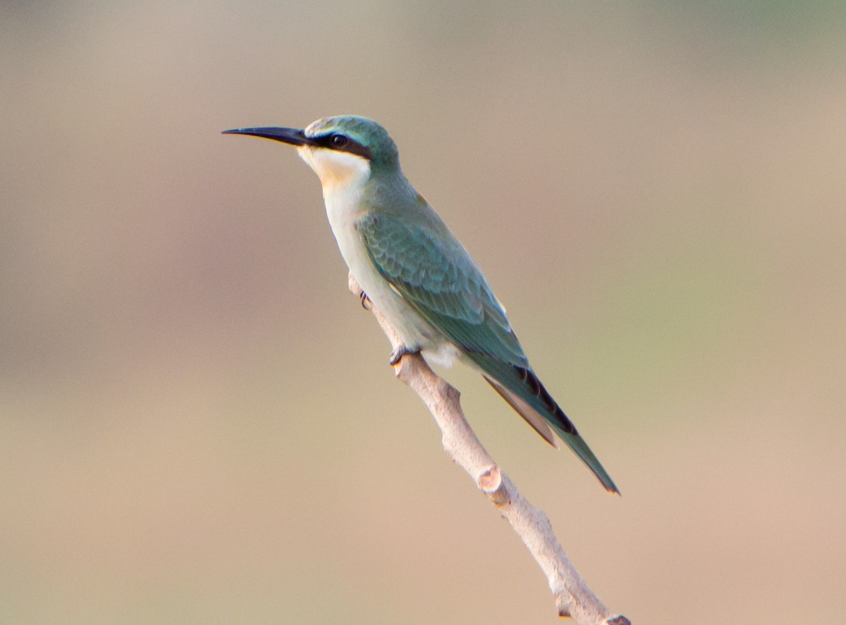 blåkinnbieter - ML644271312