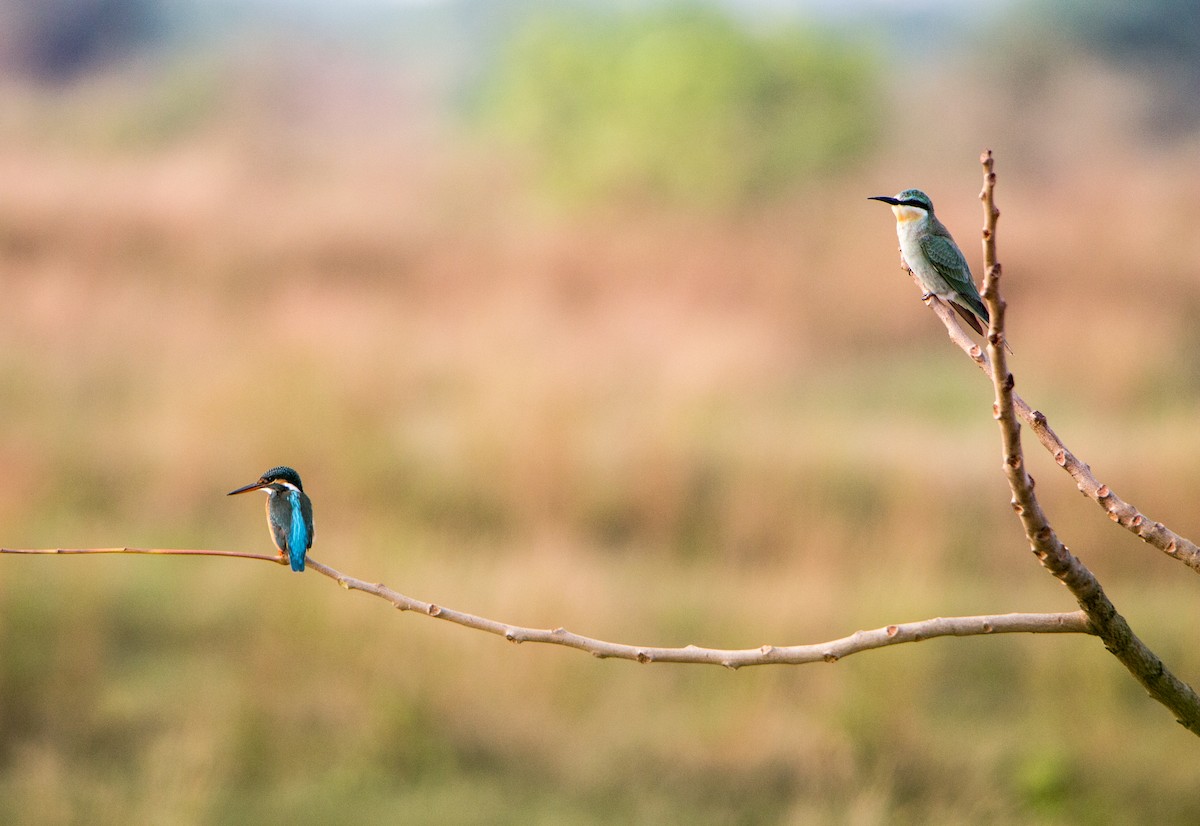 blåkinnbieter - ML644271313