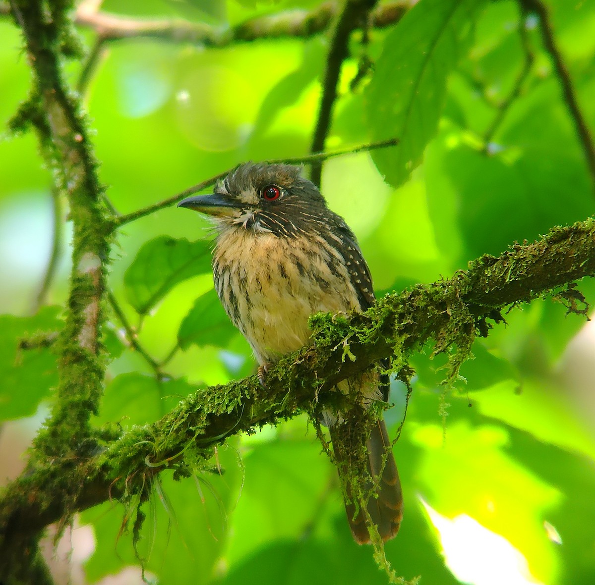 White-whiskered Puffbird - ML644271317
