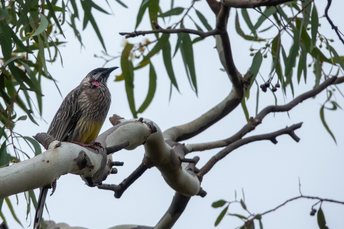 Red Wattlebird - ML644271318