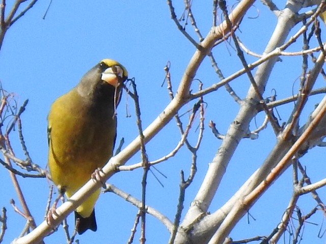 Evening Grosbeak - ML644271320