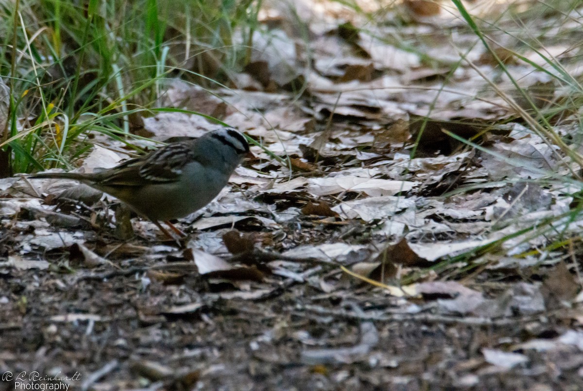 Dachsammer - ML644271324