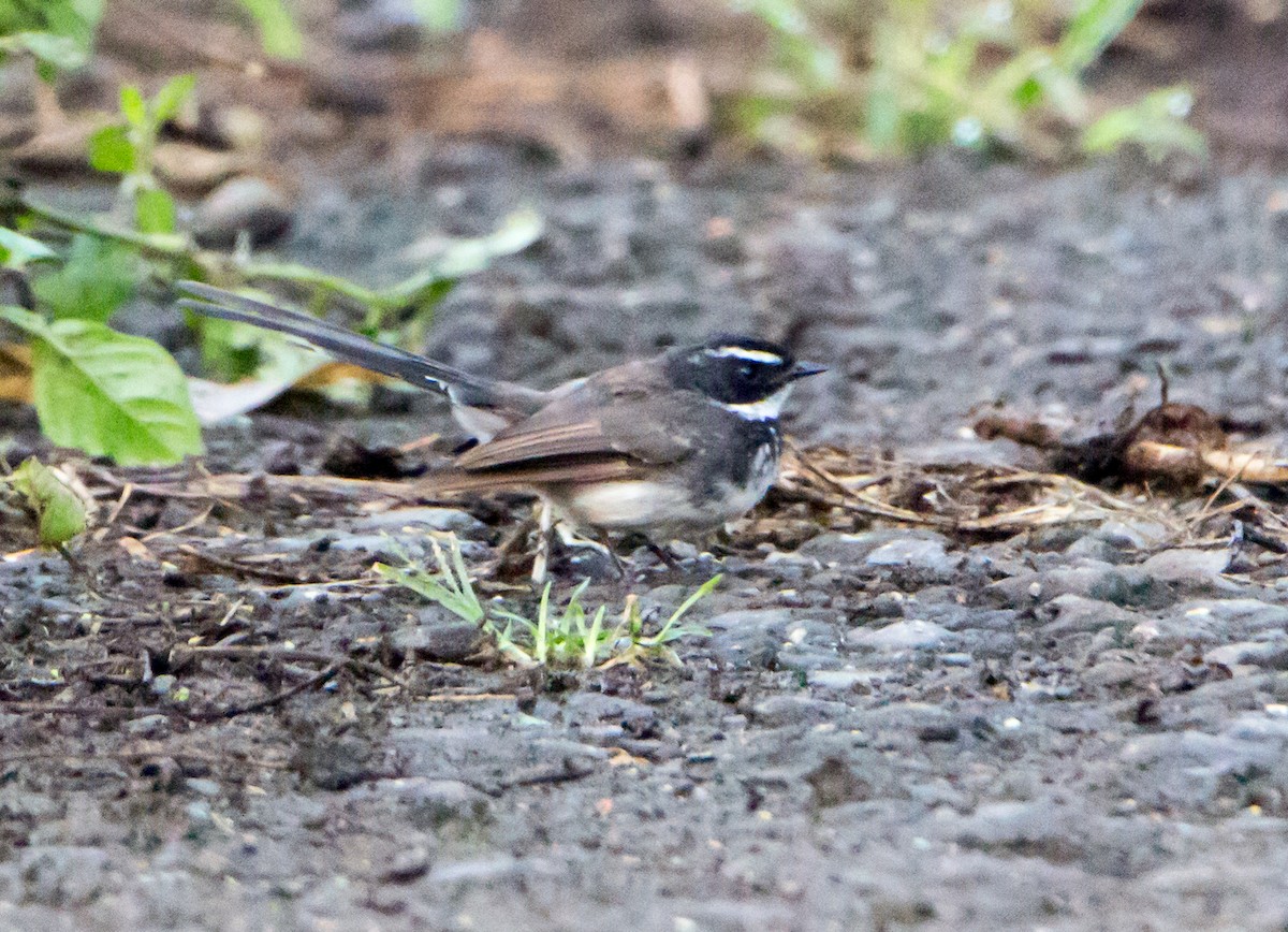 Spot-breasted Fantail - ML644271326