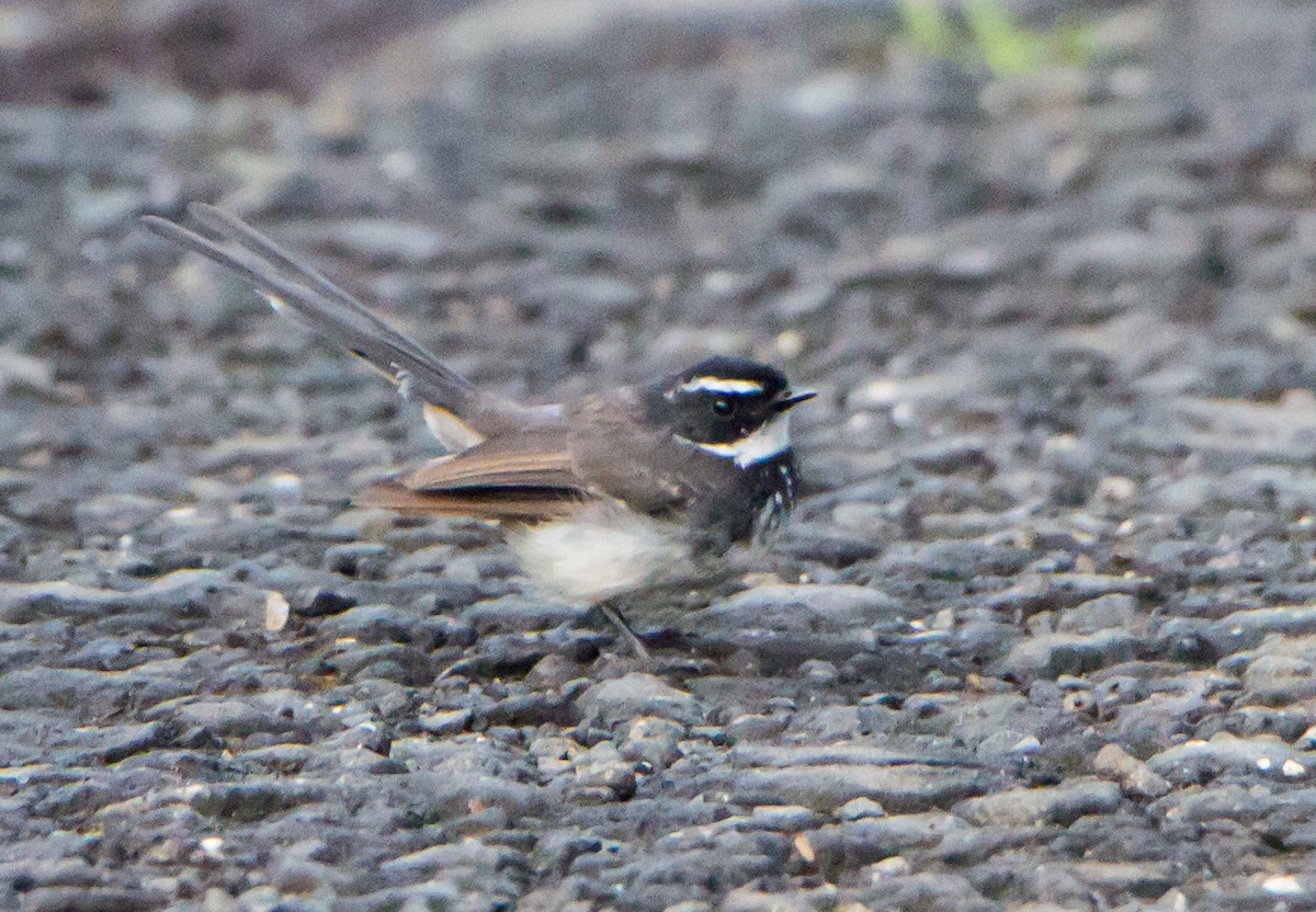 Spot-breasted Fantail - ML644271327