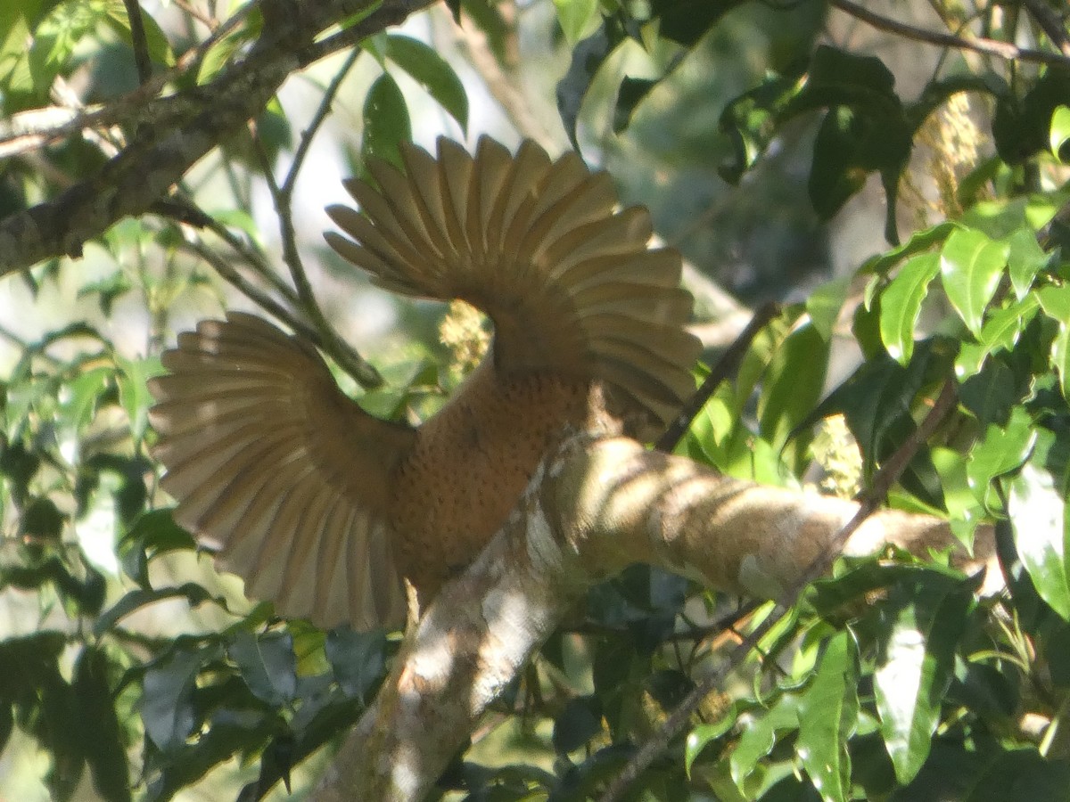 Victoria's Riflebird - ML644271328