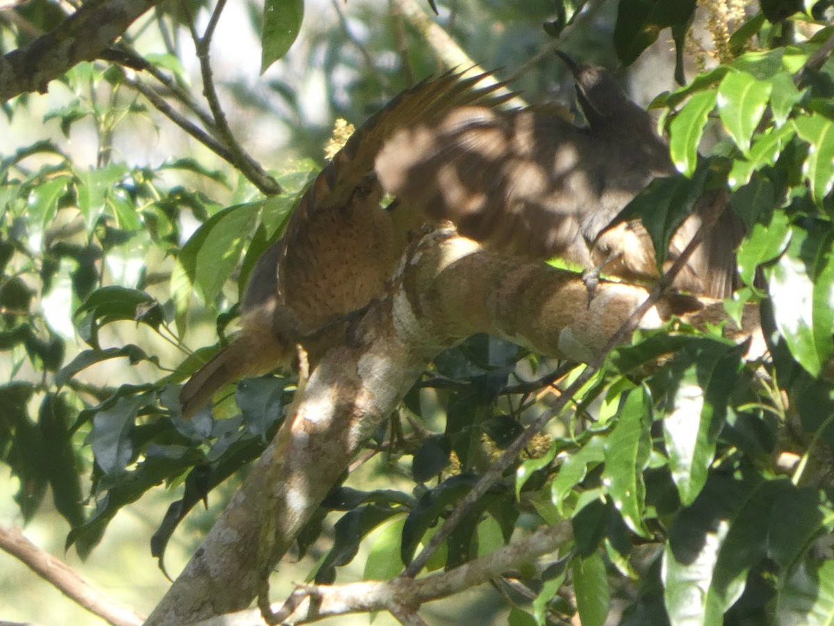 Victoria's Riflebird - ML644271329