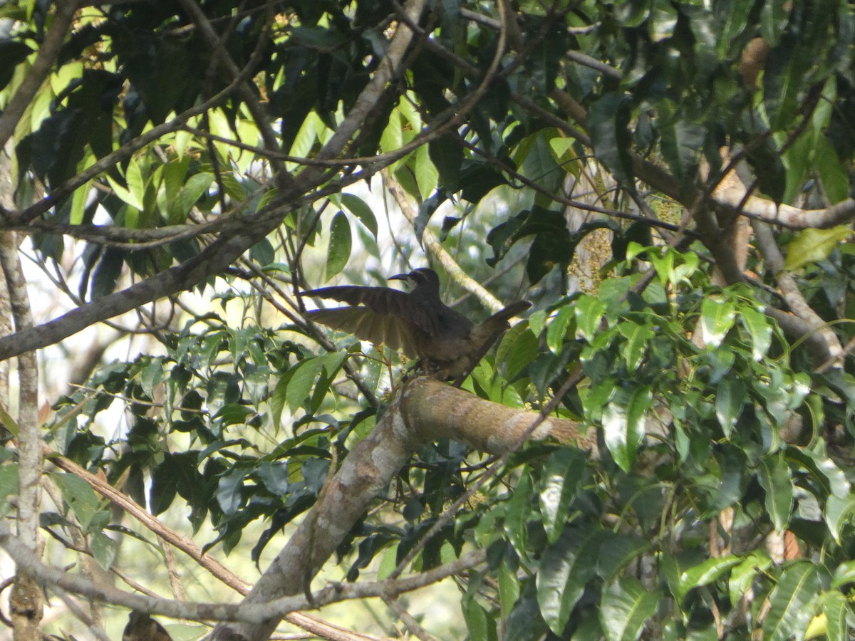 Victoria's Riflebird - ML644271330