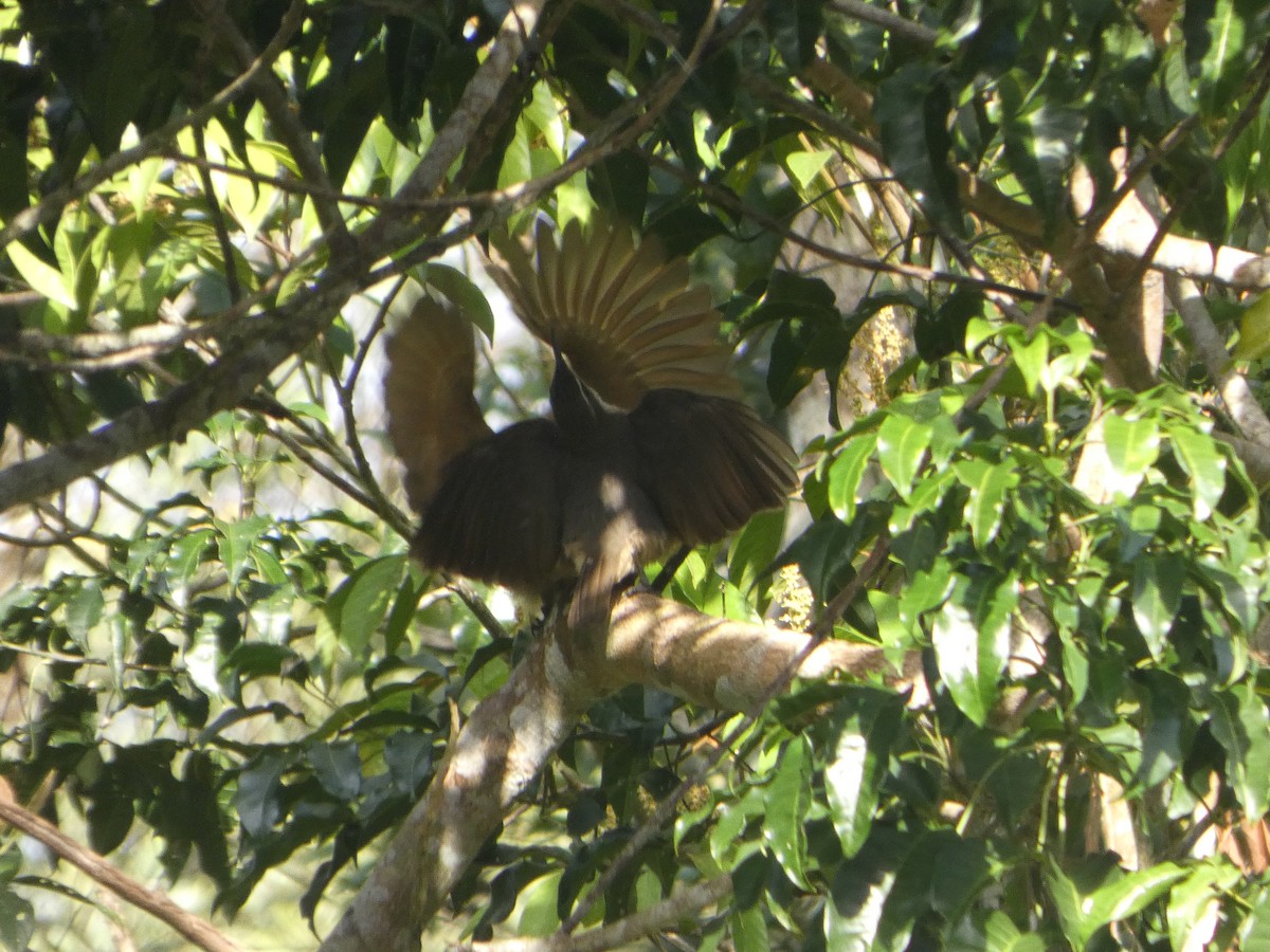 Victoria's Riflebird - ML644271331