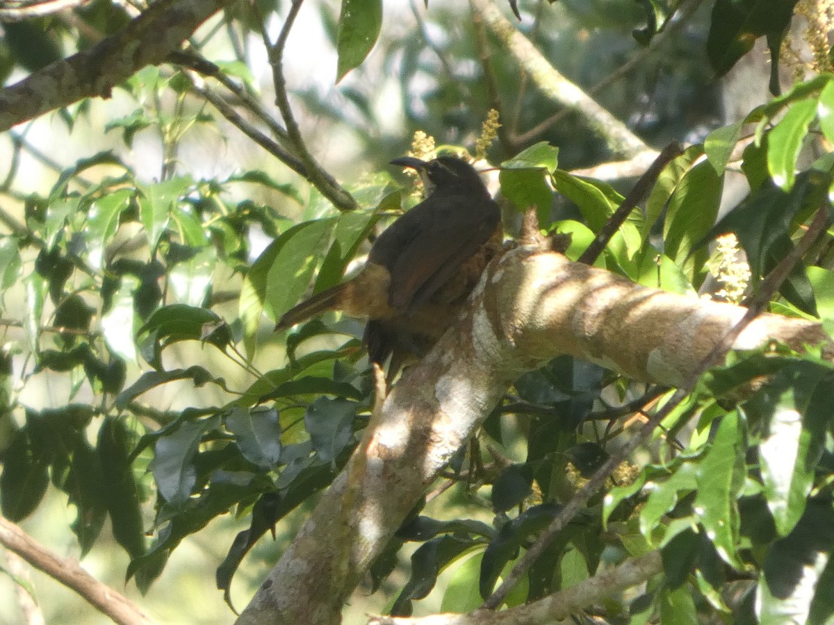 Victoria's Riflebird - ML644271332