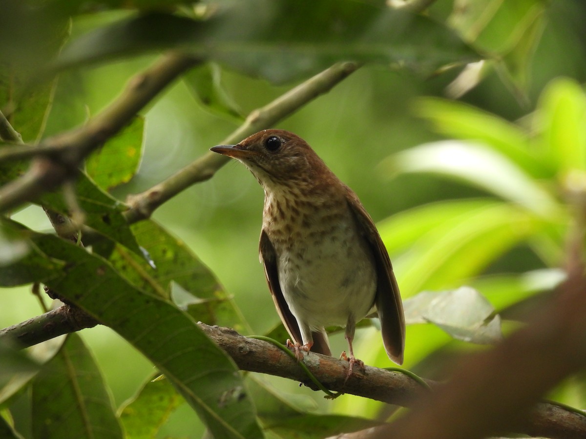 Veery - ML644271334