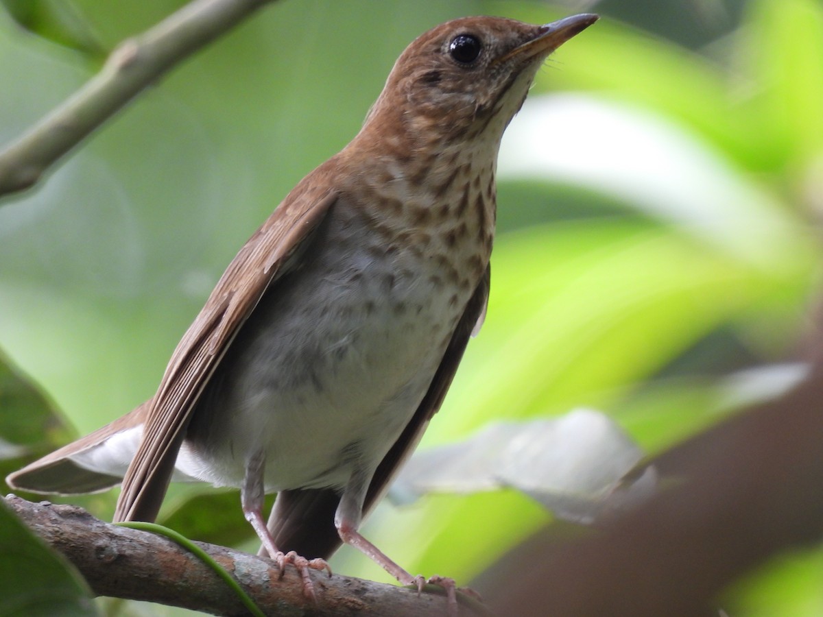 Veery - ML644271337