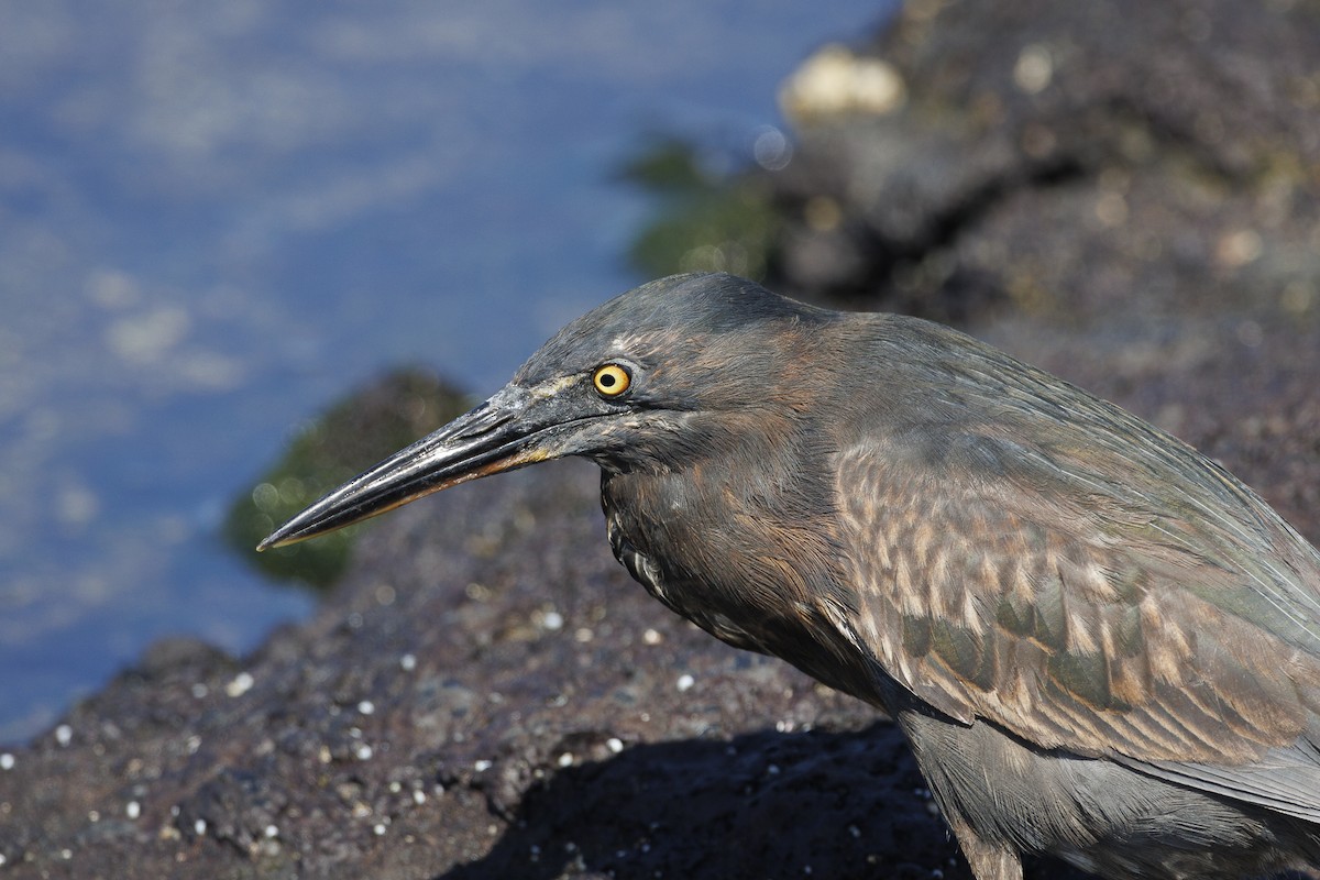 Lava Heron - ML644271343