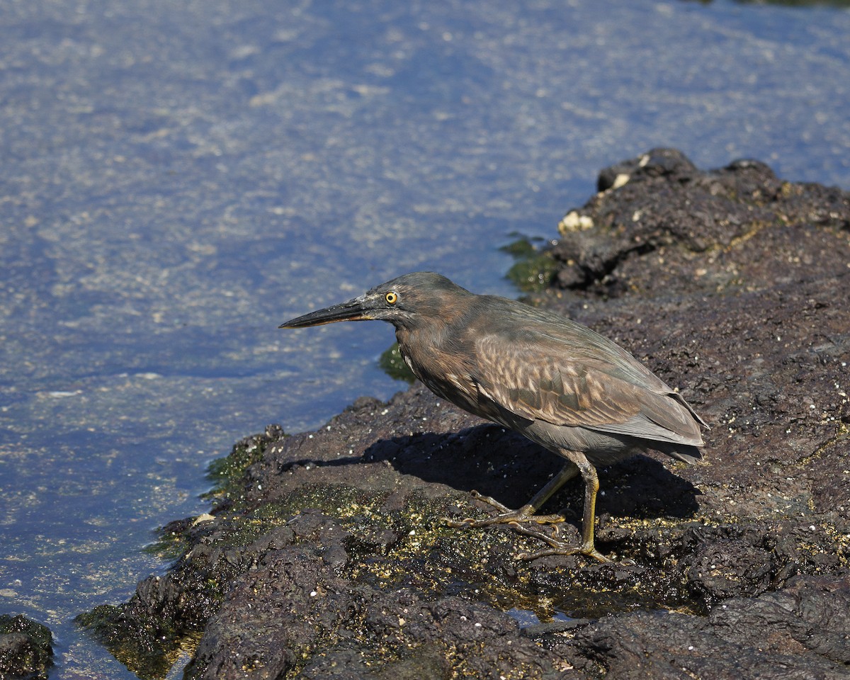 Lava Heron - ML644271344